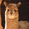 Deine erste Alpaka-Wanderung: Was du wissen solltest 🦙🌿