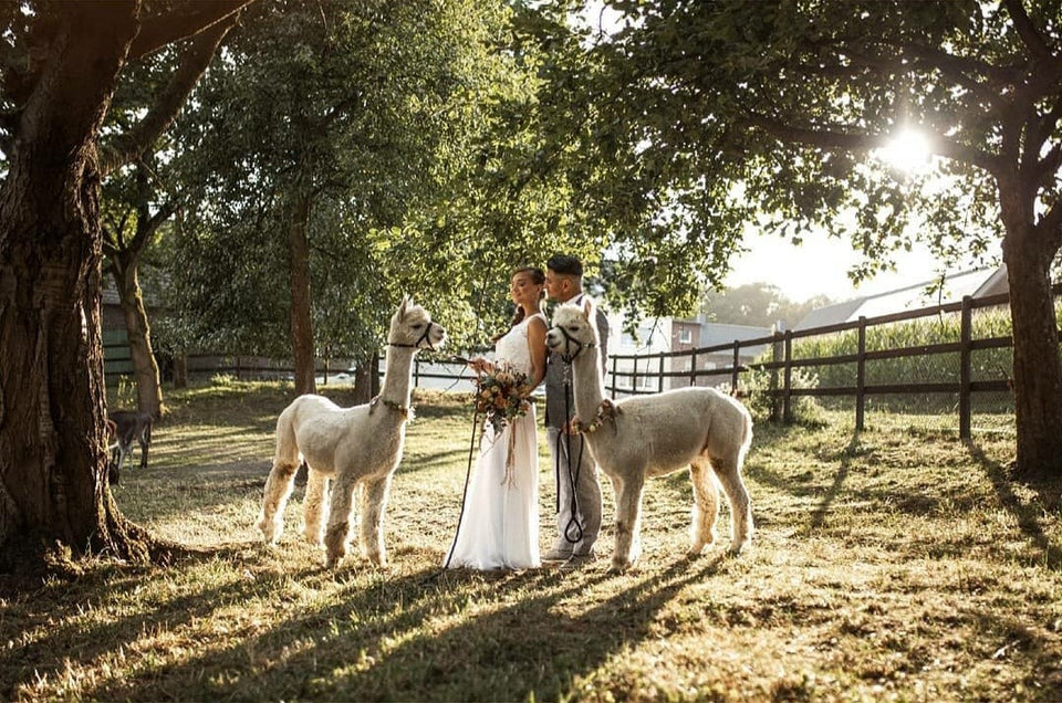 Willkommen bei den Alpakas von Castrop-Rauxel – Vivamos Alpaka