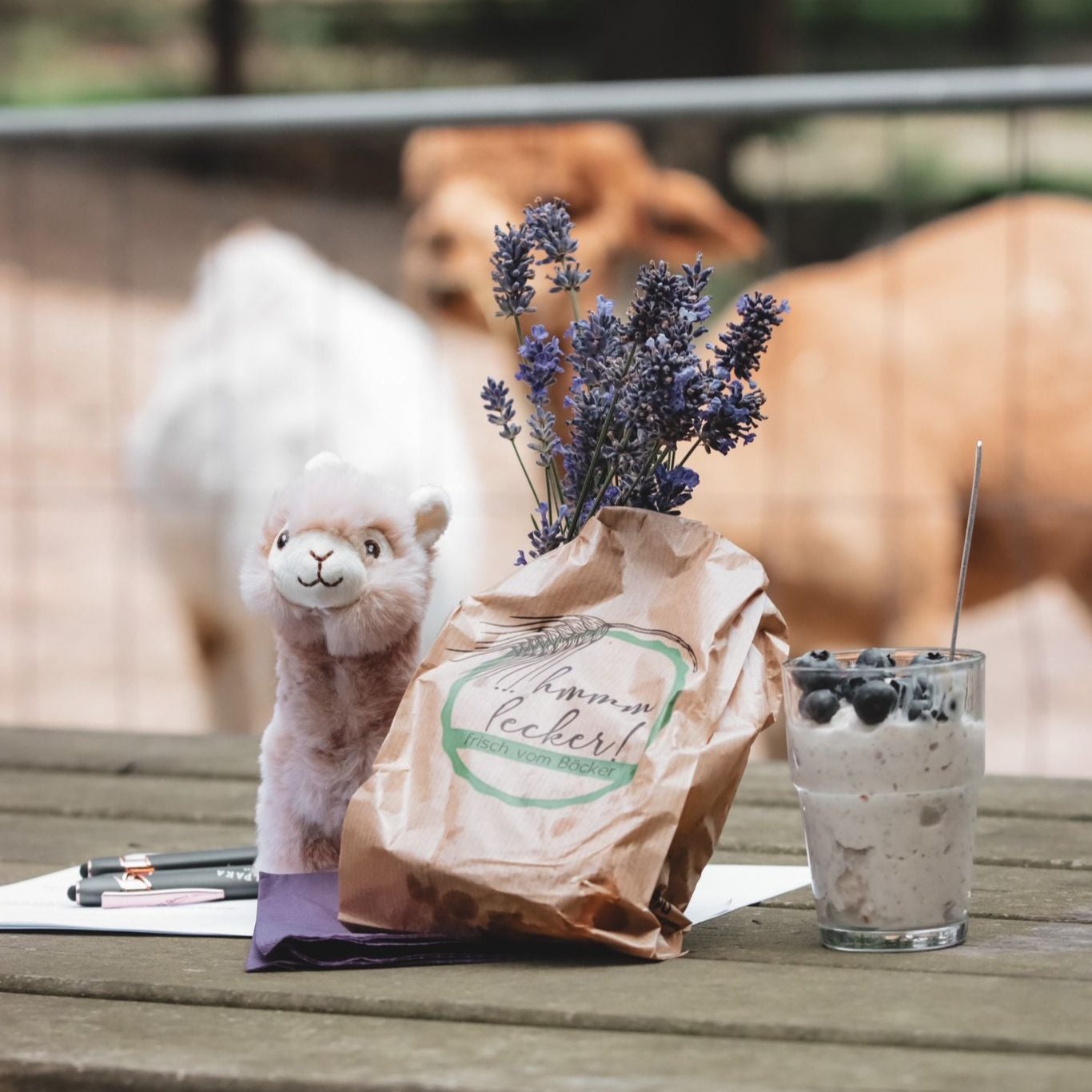 Picknick auf der Alpakaweide