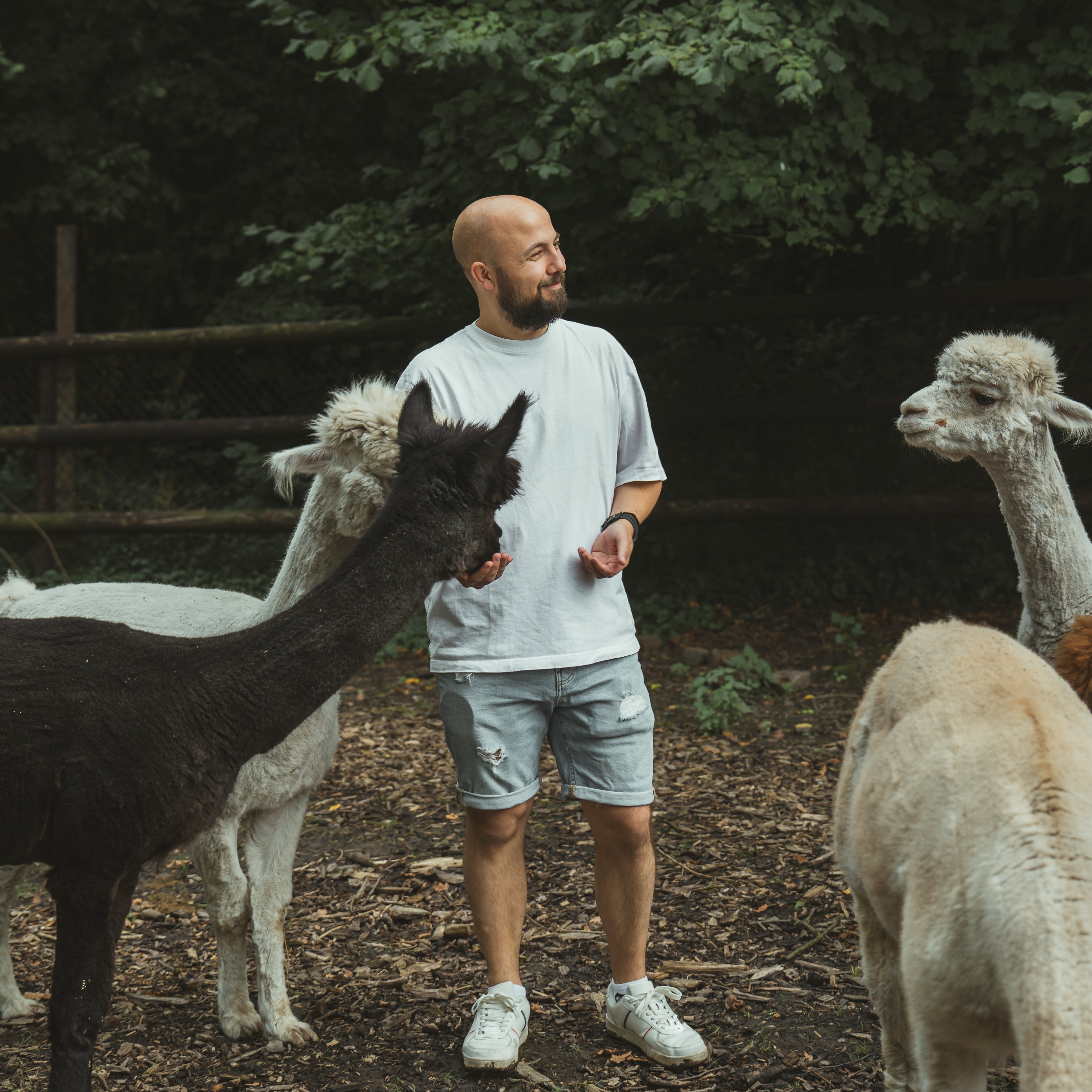 Fotoshooting mit Alpakas