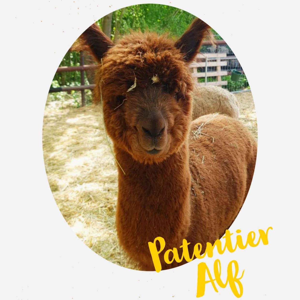 Patenschaft Alf