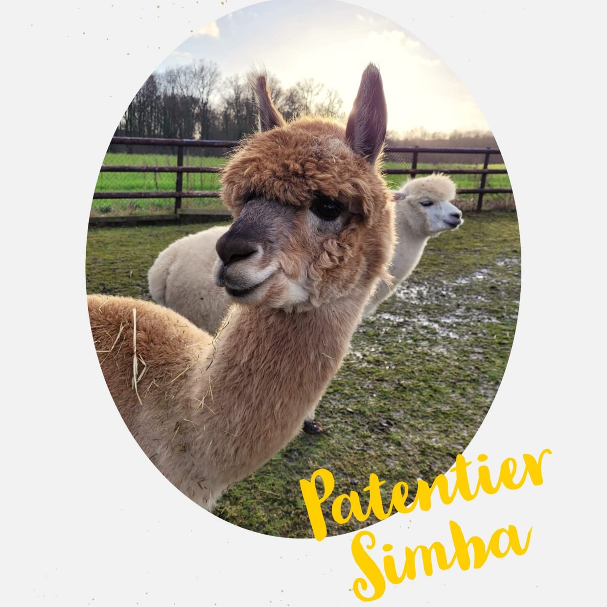 Patenschaft Simba