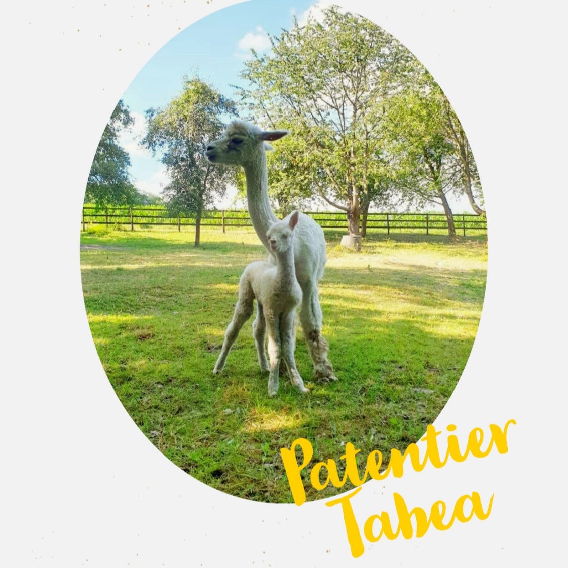 Patenschaft Tabea