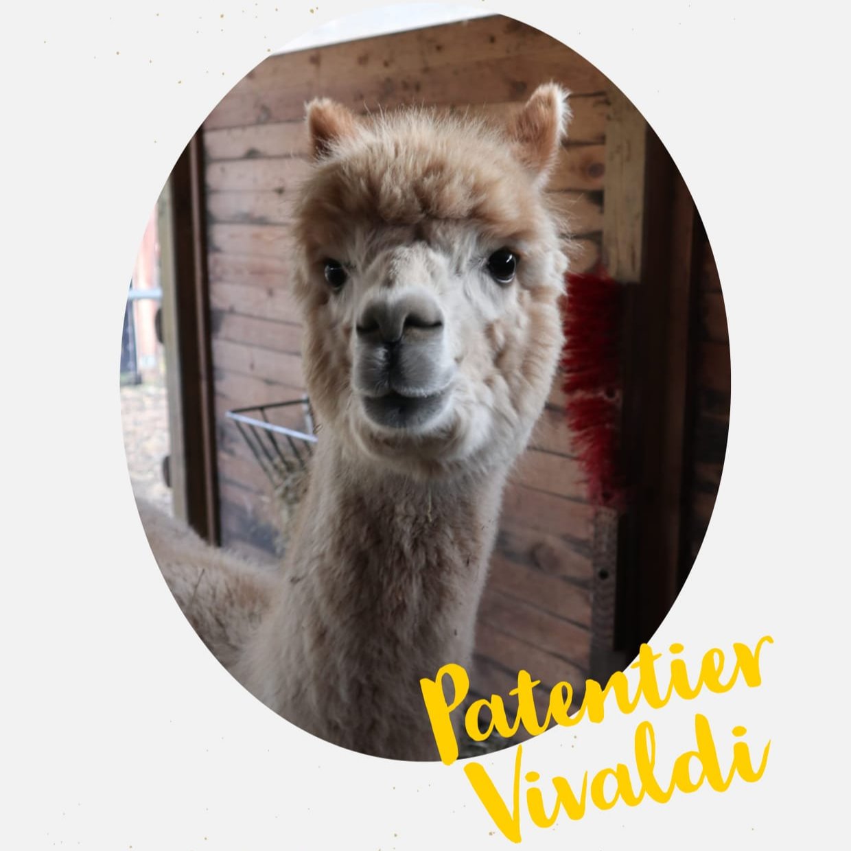 Patenschaft Vivaldi
